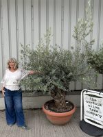 IMG_1732 Gnarled Olive tree bonsai bowl