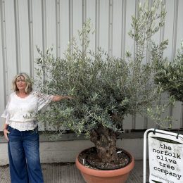 Gnarled Olive tree bonsai bowl