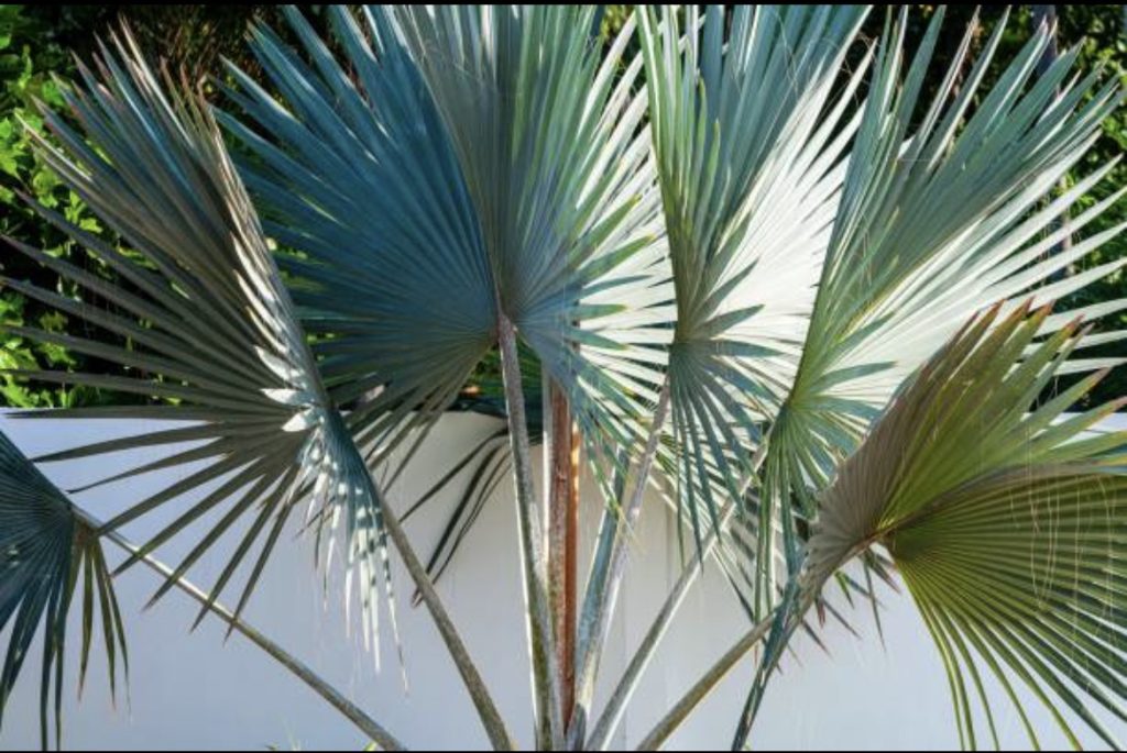 Palm Trees Norfolk