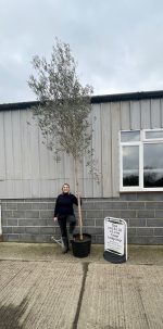 Olive tree for landscaping