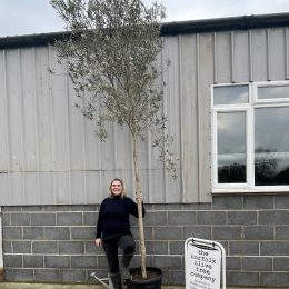 Olive tree for landscaping