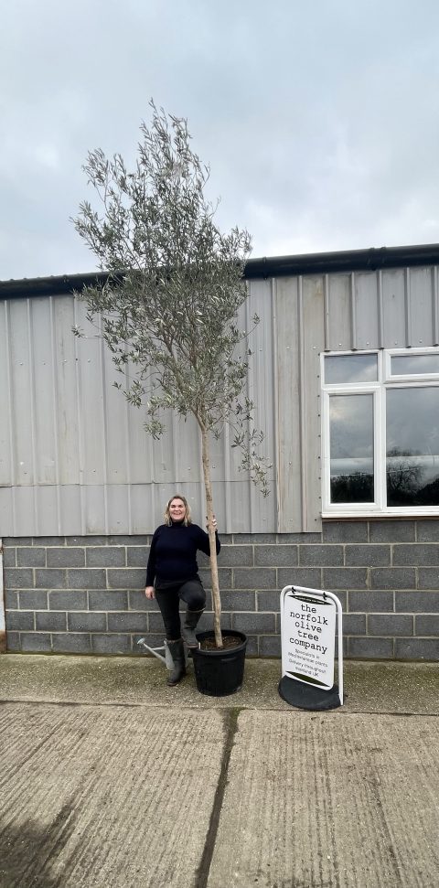 Olive tree for landscaping