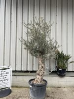 Gnarled patio Olive tree