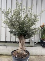 Small gnarled Olive tree
