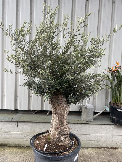 Small gnarled Olive tree