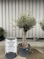 Small gnarled Olive tree