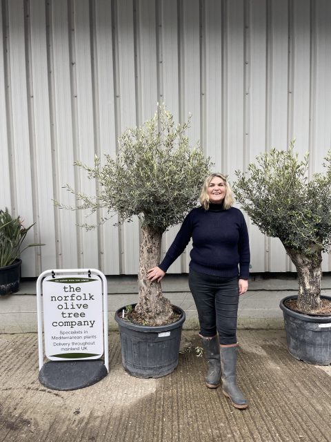 Small gnarled Olive tree