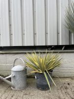 Yucca Filamentosa