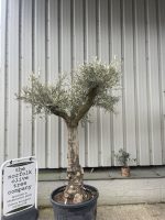 Branched Olive Tree