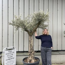 Branched Olive Tree