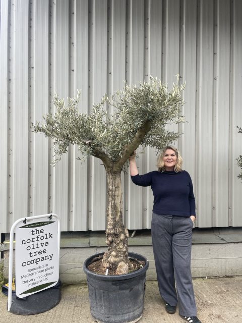 Branched Olive Tree