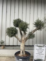 Mature Pom Pom Olive tree