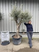 Branched Olive Tree