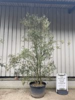 Multi-stem Olive Tree