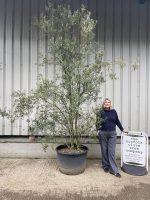 Multi-stem Olive Tree