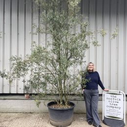 Multi-stem Olive Tree