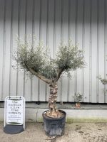 Branched Olive Tree