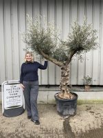 Branched Olive Tree