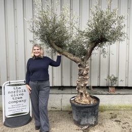 Branched Olive Tree