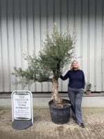 Branched Olive Tree