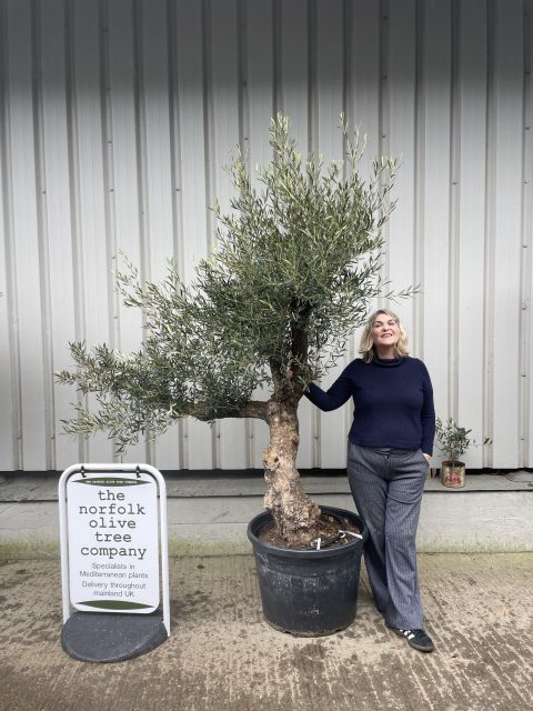 Branched Olive Tree