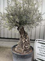 Ancient Olive Tree