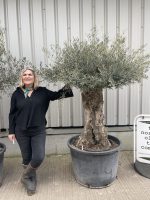 Ancient Olive Tree