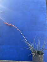 Hesperaloe parviflora - free delivery