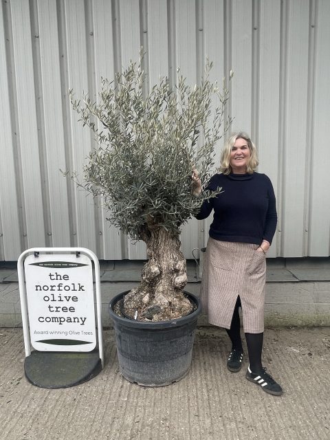 Vase shaped Olive tree