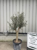 Vase shaped Olive tree