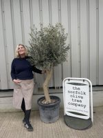 Vase shaped Olive tree