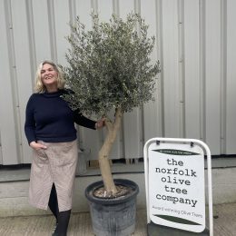 Vase shaped Olive tree
