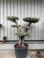 Smooth stem cloud tree