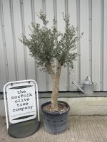 Vase shaped Olive tree