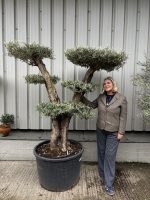 Smooth stem cloud tree