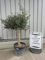 Vase shaped Olive tree