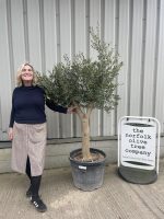 Vase shaped Olive tree