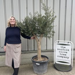 Vase shaped Olive tree