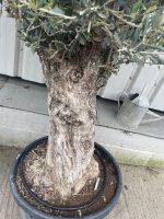 Gnarled patio Olive tree