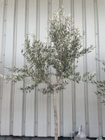 Leccino Olive tree