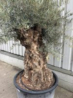 Ancient Olive Tree
