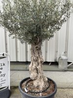 Charming gnarled Olive tree