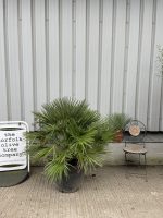 Chamaerops Humilis