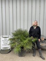 Chamaerops Humilis