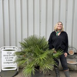 Chamaerops Humilis