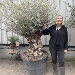 Ancient Olive Tree