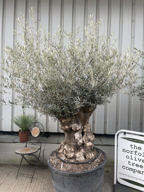Ancient Olive Tree