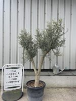 Vase shaped Olive tree