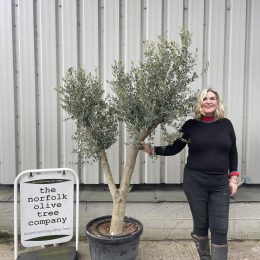 Vase shaped Olive tree