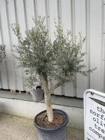 Branched Olive Tree